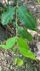 Syzygium floribundum