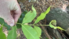 Syzygium floribundum
