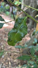 Syzygium floribundum