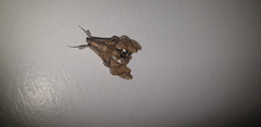 Terastia africana