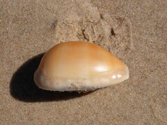 Lyncina