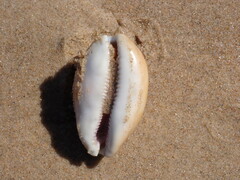 Lyncina