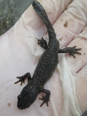 Ichthyosaura alpestris alpestris