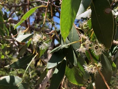 Eucalyptus arenacea