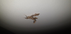 Terastia africana