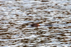 Ondatra zibethicus