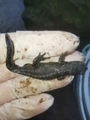 Ichthyosaura alpestris alpestris
