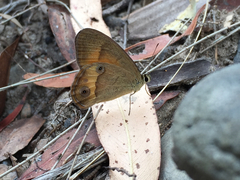 Hypocysta irius