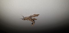 Terastia africana