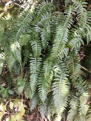 Cranfillia deltoides