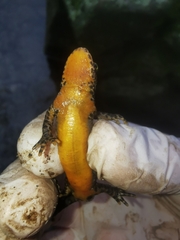 Ichthyosaura alpestris alpestris