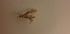 Terastia africana