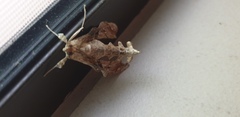 Terastia africana