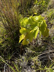Kokia drynarioides