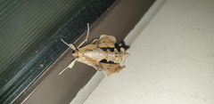 Terastia africana