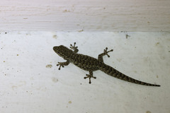 Gekkota