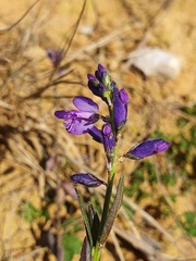 Polygala vulgaris