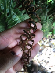 Cranfillia deltoides