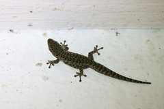 Gekkota
