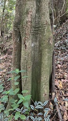 Cryptocarya microneura