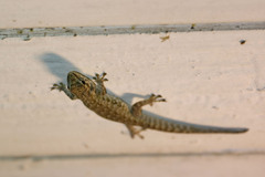Gekkota