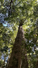 Cryptocarya microneura