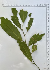 Cryptocarya microneura