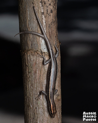 Cryptoblepharus virgatus