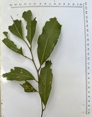 Cryptocarya microneura