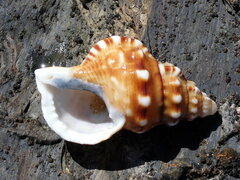 Ranella australasia
