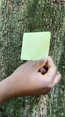 Cryptocarya microneura