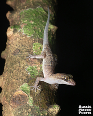 Nactus cheverti
