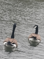Branta canadensis