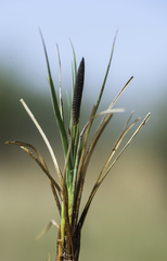 Carex nigra