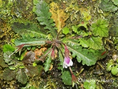 Mazus alpinus