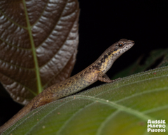 Saproscincus basiliscus