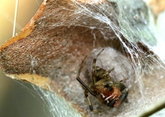 Parasteatoda lunata