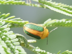 Calomela parilis