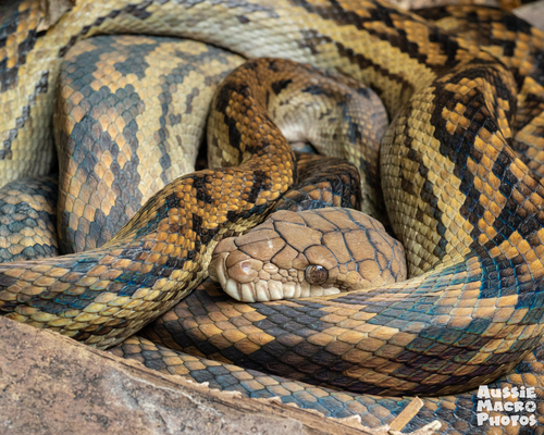 Australian Scrub Python sighting
