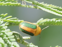 Calomela parilis