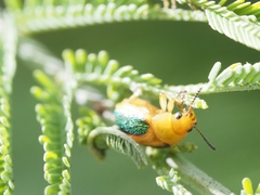 Calomela parilis