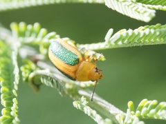 Calomela parilis