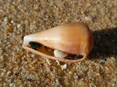 Conus anemone