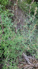 Olearia quinquevulnera