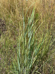 Hypoxis rigidula