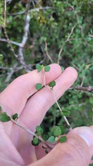Olearia quinquevulnera