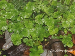 Hydrocotyle setulosa