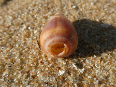 Conus anemone