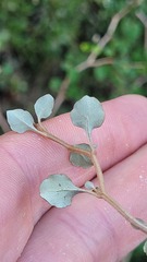 Olearia quinquevulnera