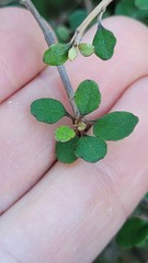 Olearia quinquevulnera